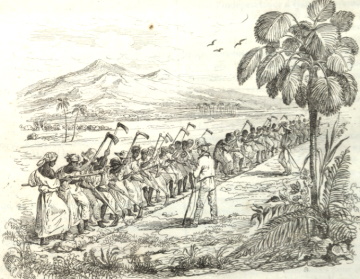 Sklaven in Westindien